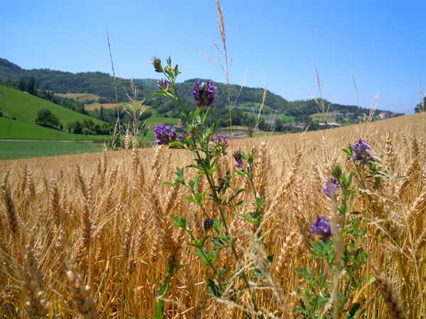 Farine