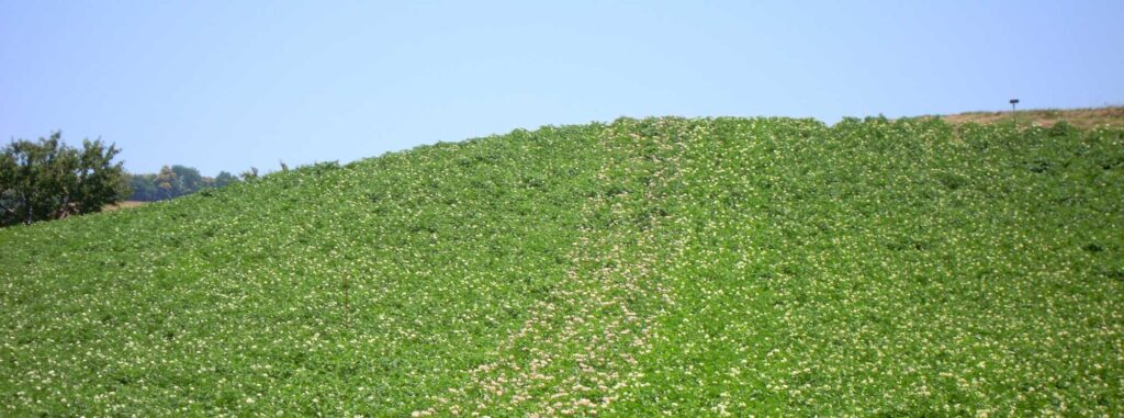 I campi dell'azienda