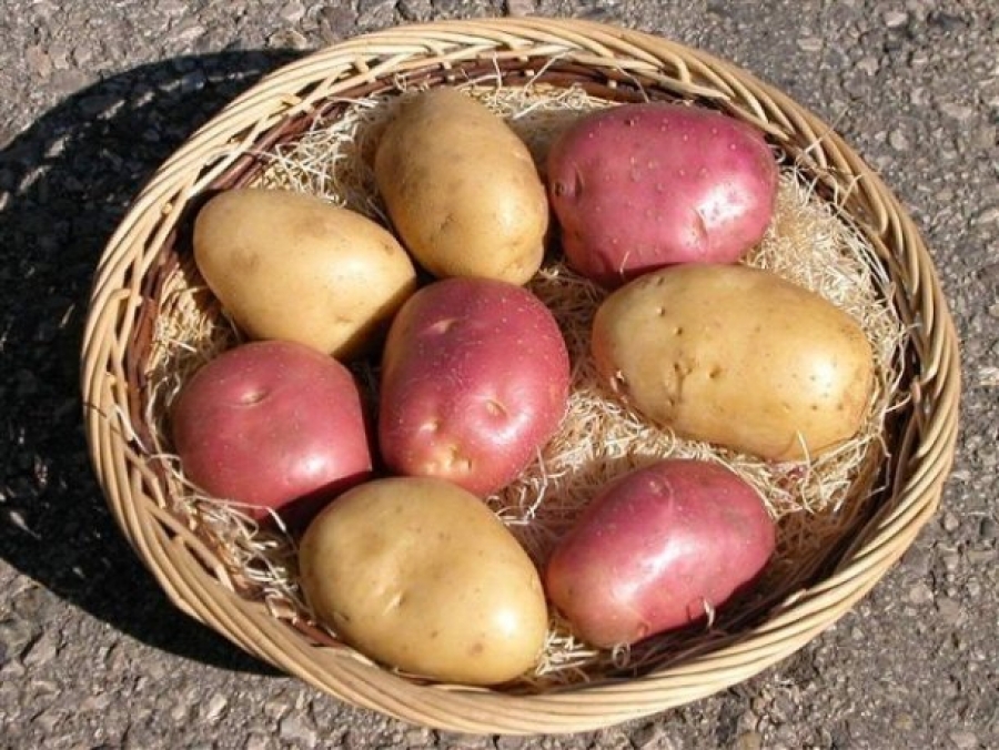 Patate a pasta gialla e a buccia rossa