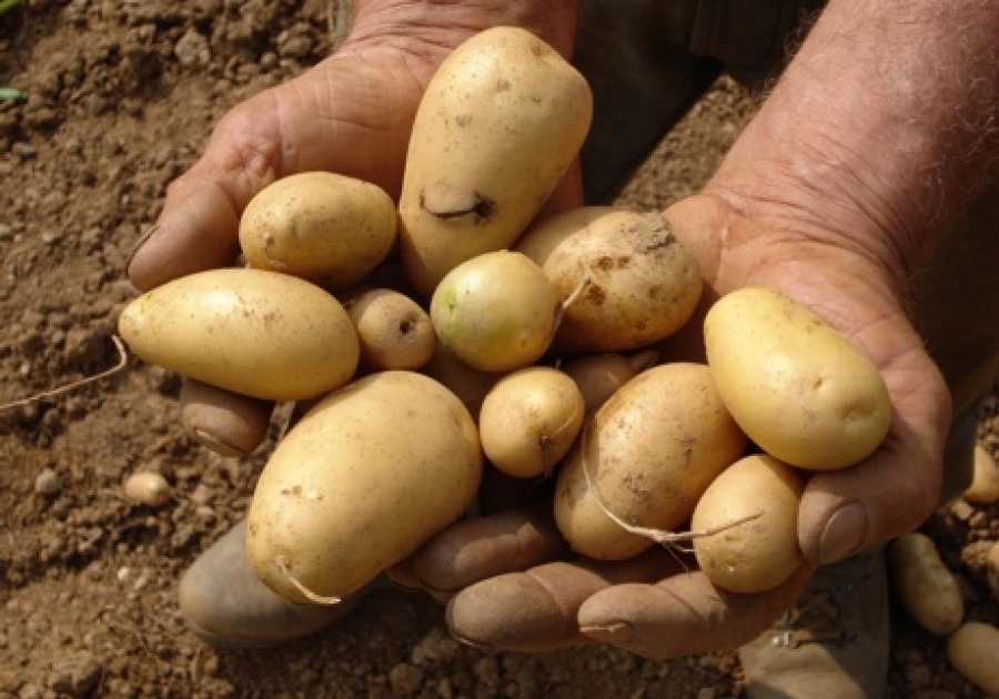Il raccolto delle patate