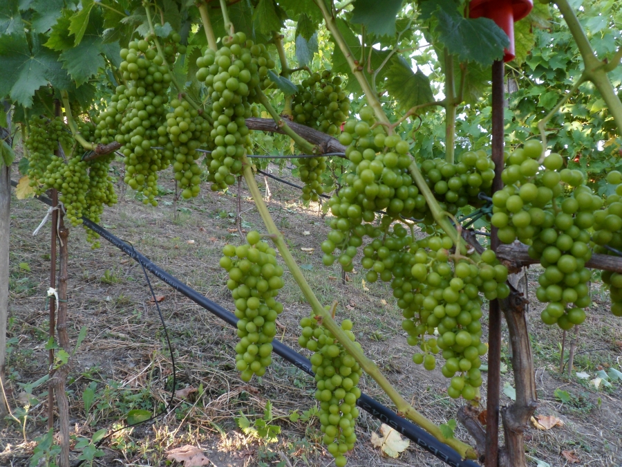 Curiosità: si può fare vino a Montese?